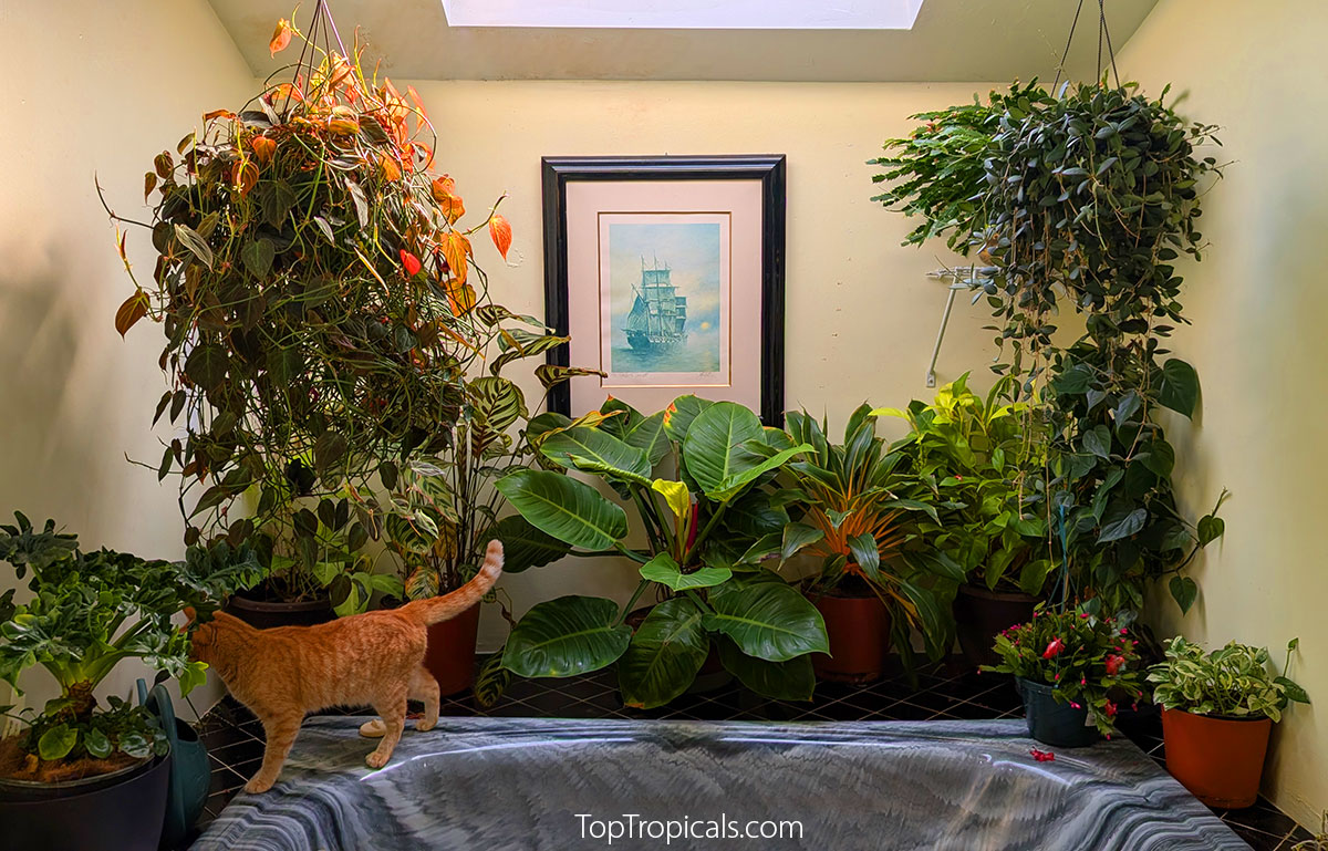 Cat is walking around indoor garden in a bathroom with a skylight