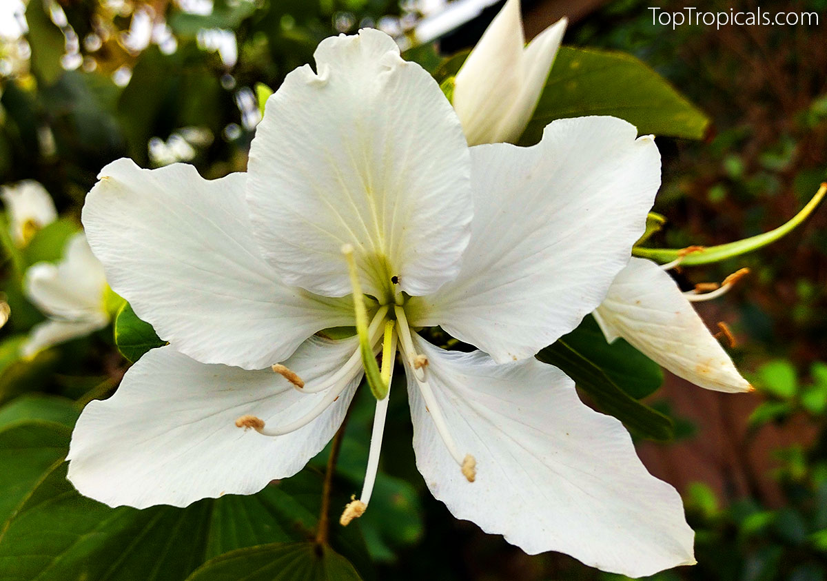 Bauhinia alba (candida) - White Orchid Tree