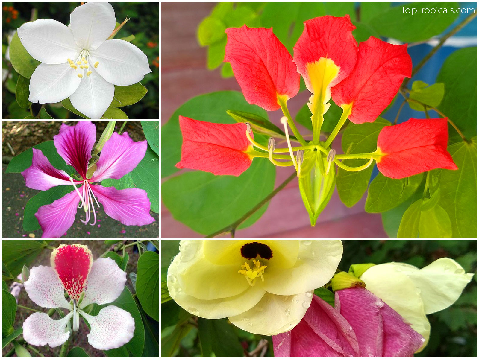 Collage of Bauhinia orchid trees: top left – Bauhinia acuminata 
(Dwarf White Orchid Tree), middle left – Bauhinia blakeana (Hong Kong 
Orchid Tree), bottom left – Bauhinia monandra (Napoleon’s Plume 
Orchid Tree), top right – Bauhinia madagascariensis (Red Dwarf Orchid 
Tree), and bottom right – Bauhinia tomentosa (Yellow Orchid 
Tree)