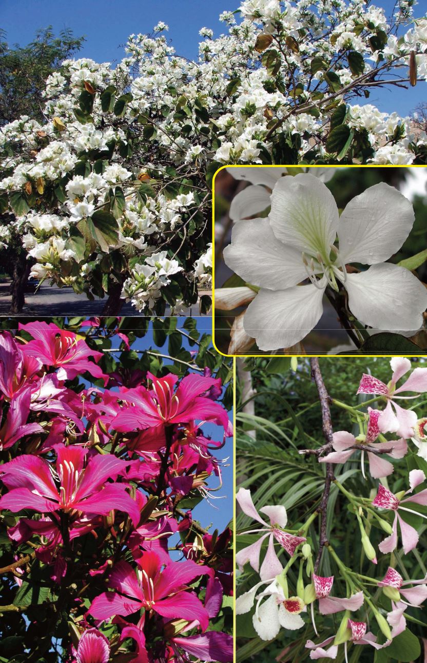 Collage showing Bauhinia blakeana with magenta flowers, Bauhinia variegata var. candida with white blooms, and Bauhinia monandra with pink speckled flowers; all suitable for gardens, with some varieties adapted to container growing if 
trimmed.