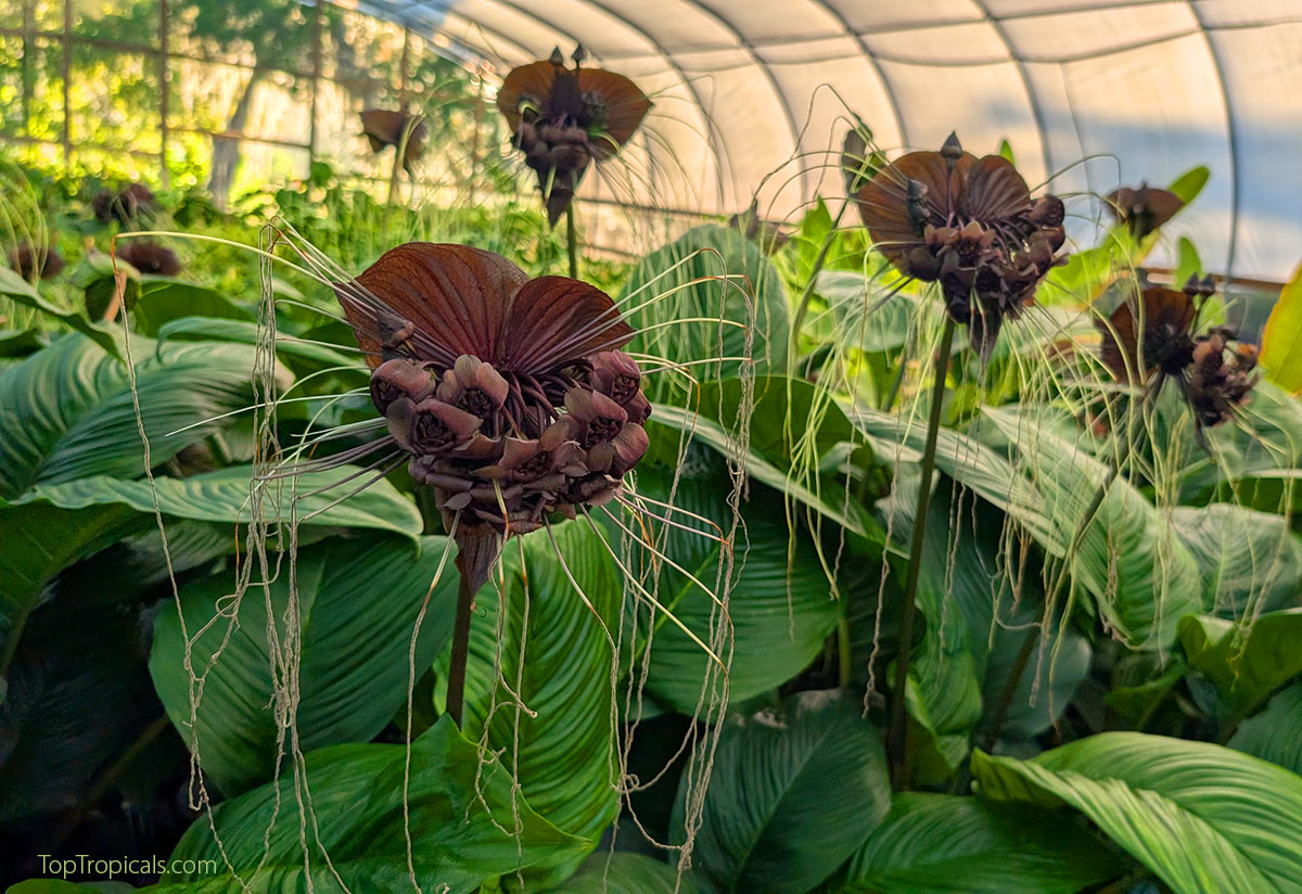 Black Bat Lily (Tacca chantrieri) plants in bloom inside the Top 
Tropicals greenhouse, showing dark maroon bracts and long pale whiskers 
rising above large green 
leaves.