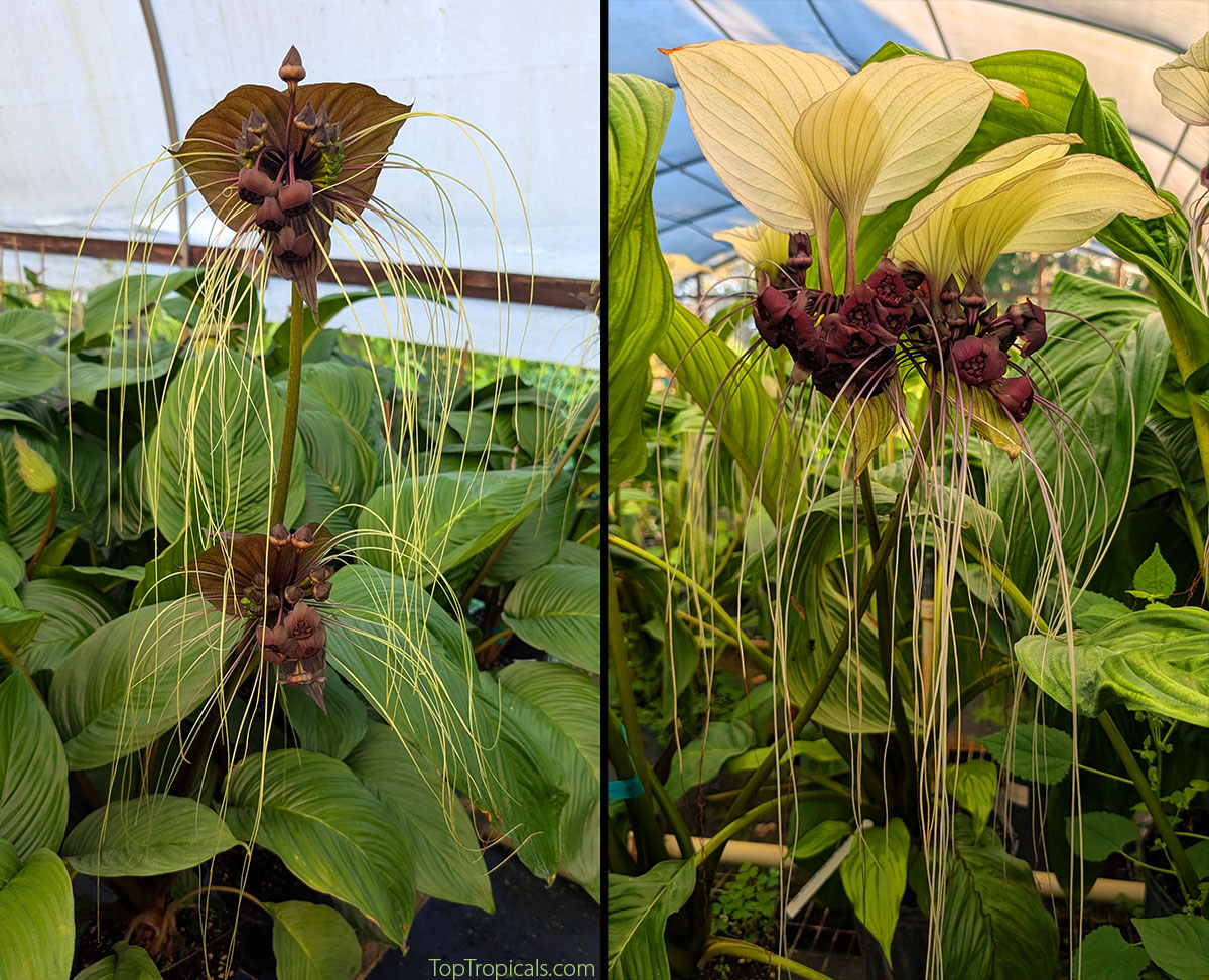Black Bat Lily and White Bat Lily plants blooming together in the Top 
Tropicals greenhouse, showing contrast between dark maroon and ivory bracts 
with long trailing 
whiskers.