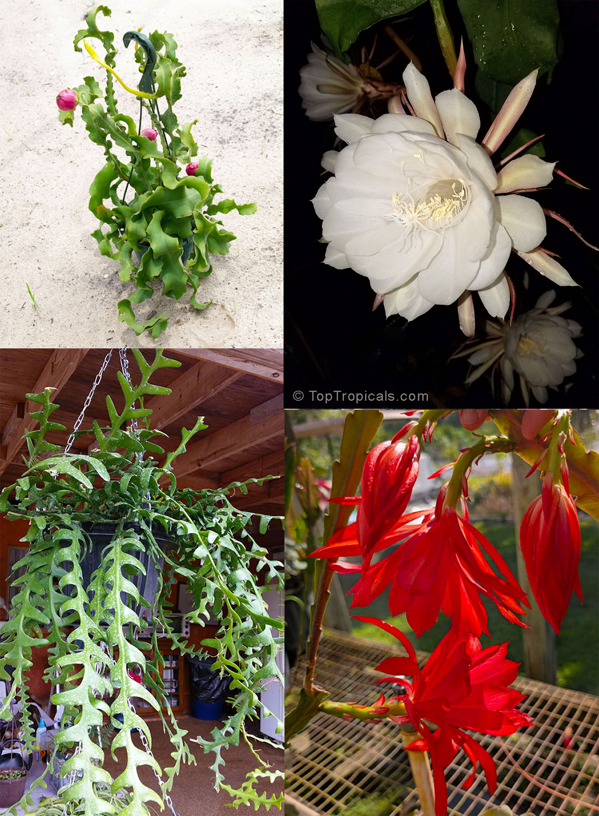 Collage of four jungle cactus plants: top left Epiphyllum guatemalense 
Monstrosa (Curly Locks Orchid Cactus), top right Epiphyllum oxypetalum 
(Queen of the Night), bottom left Cryptocereus anthonyanus (Zig-Zag Cactus),
 and bottom right Disocactus ackermanni (Red Orchid 
Cactus).