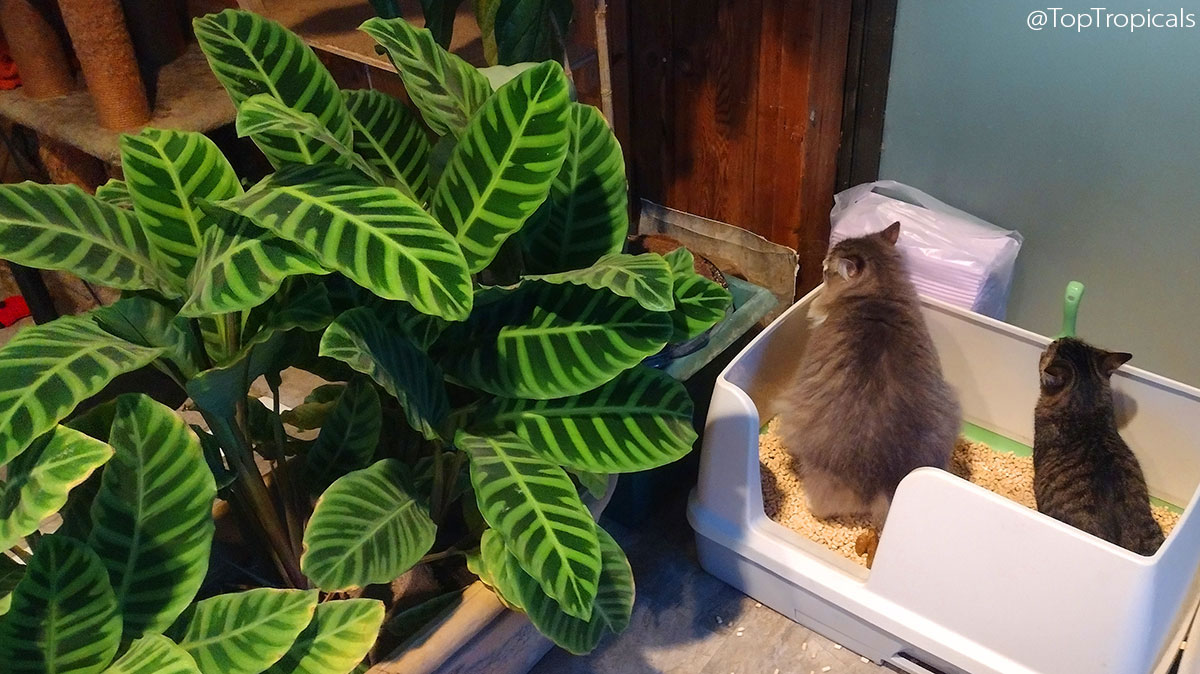 Calathea indoors with cats