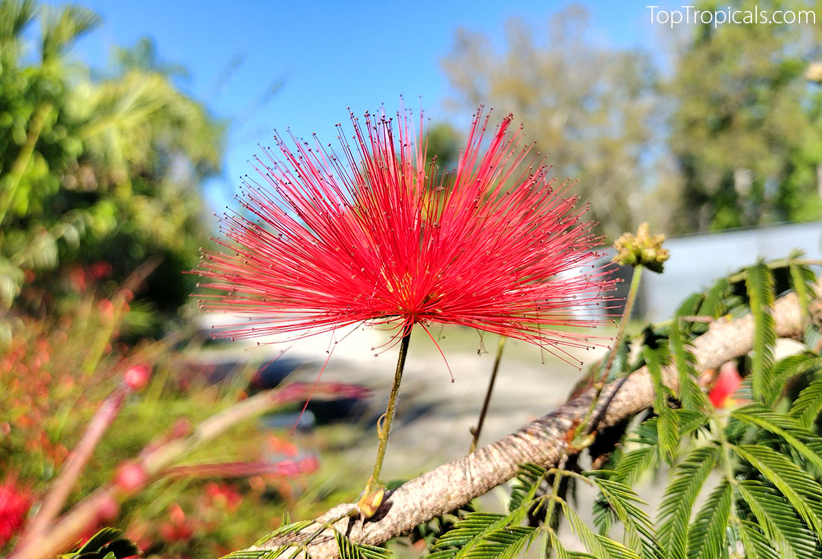 Calliandra tweedi With Love - Red Tassel Flower