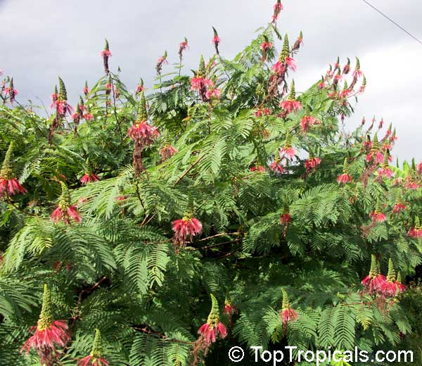 Calliandra houstoniana - Tree Calliandra