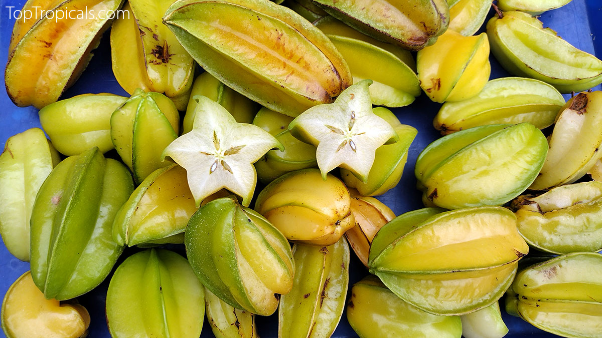 Starfruit (Averrhoa carambola)