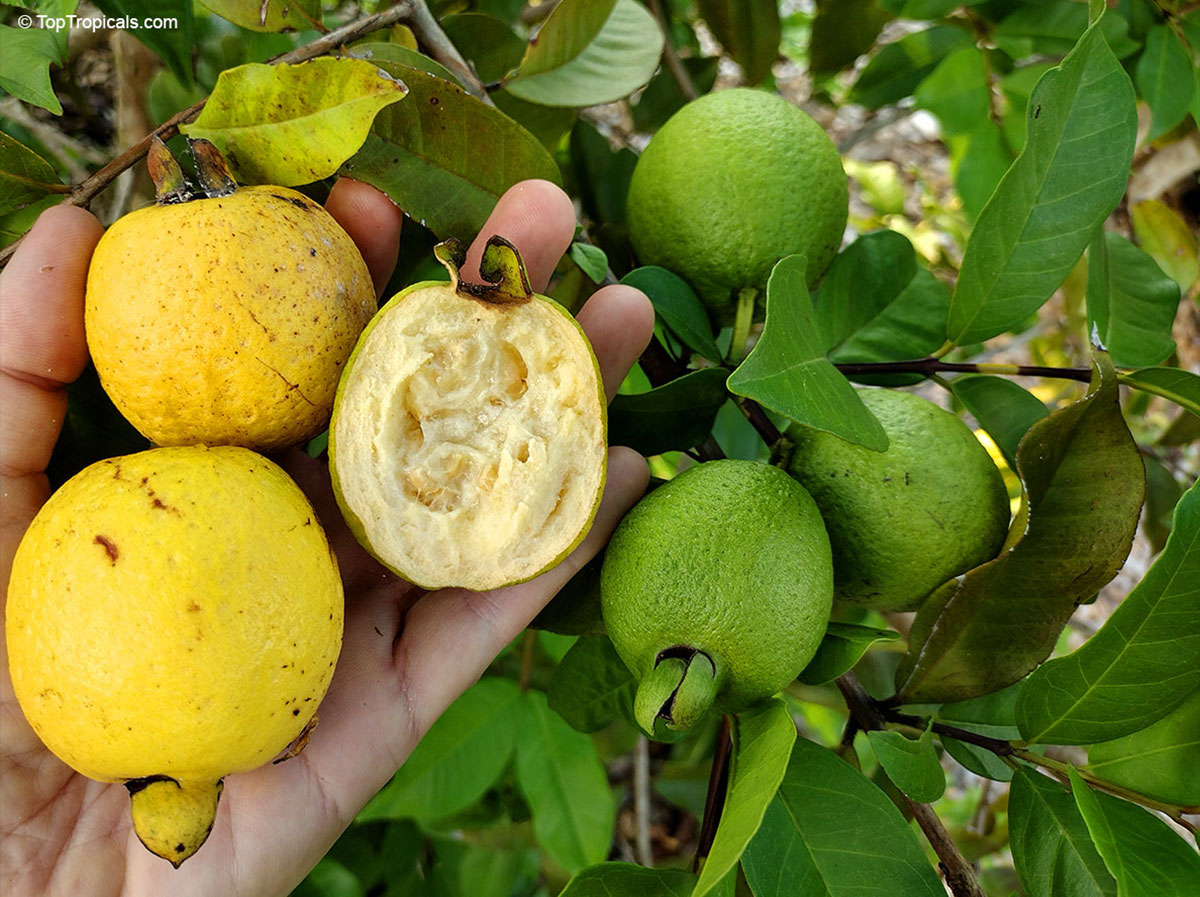 Cas Guava fruits on tree, with ripe yellow and unripe green fruit, one 
cut open to show pale flesh. Traditional Costa Rican Agua de Cas 
fruit.