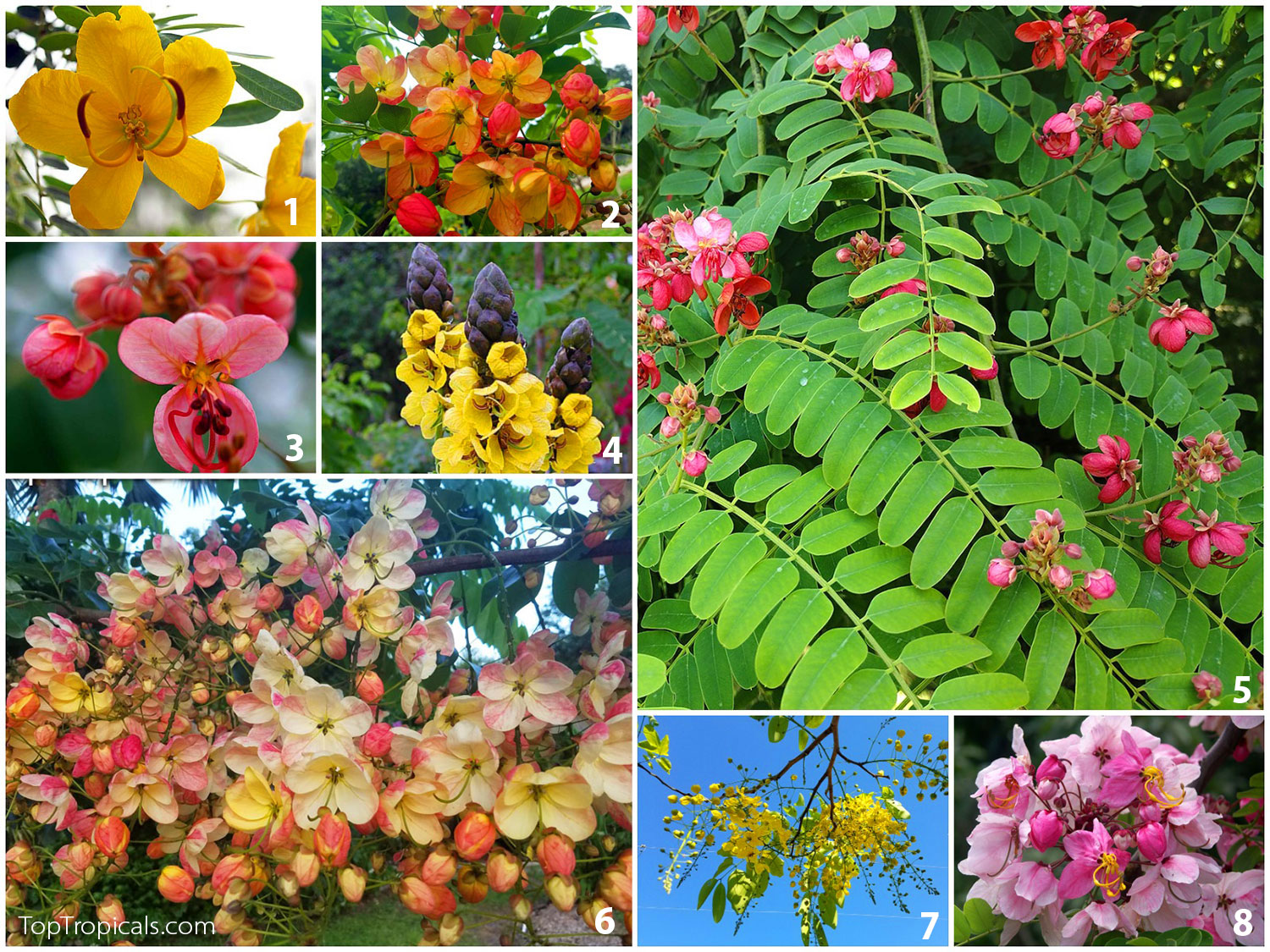 Collage of Cassia and Senna flowering trees:
1 – Cassia bicapsularis (Butterfly Bush),
2 – Cassia x natalensis (Rainbow Cassia),
3 – Cassia grandis (Red Cassia),
4 – Cassia didymobotrya (Popcorn Cassia), similar to Senna alata 
(Empress Candles),
5 – Cassia javanica (Apple Blossom Tree),
6 – Cassia roxburghii (Ceylon Senna),
7 – Cassia fistula (Golden Shower Tree),
8 – Cassia x nodosa (Pink Shower).