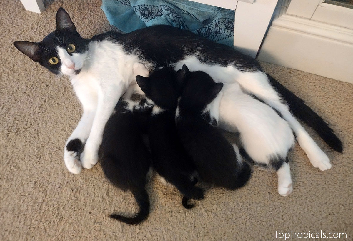 Mama cat with kittens