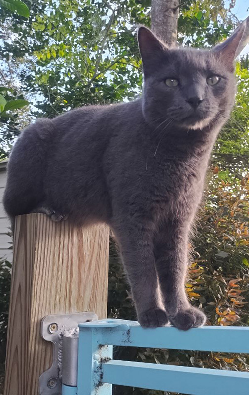 TopTropicals CatPeople: cat King