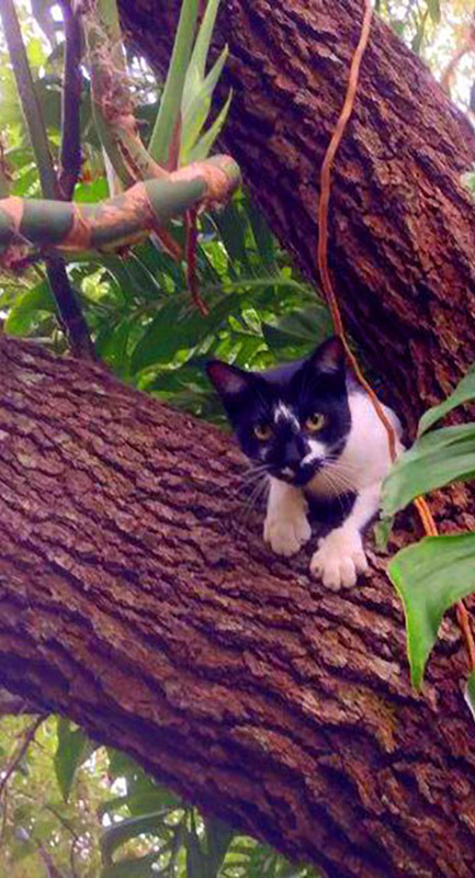 TopTropicals CatPeople: cat Loki