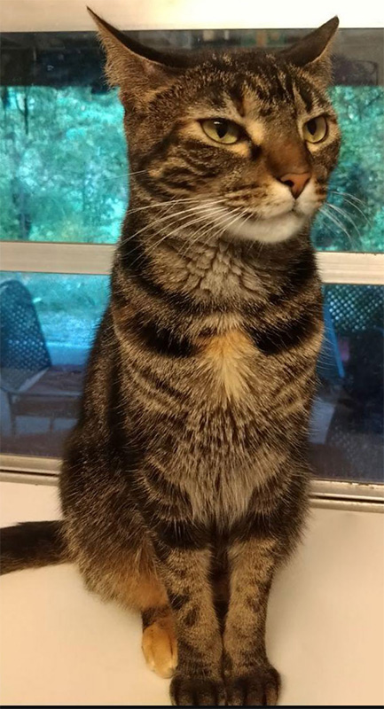 TopTropicals CatPeople: cat Paisley