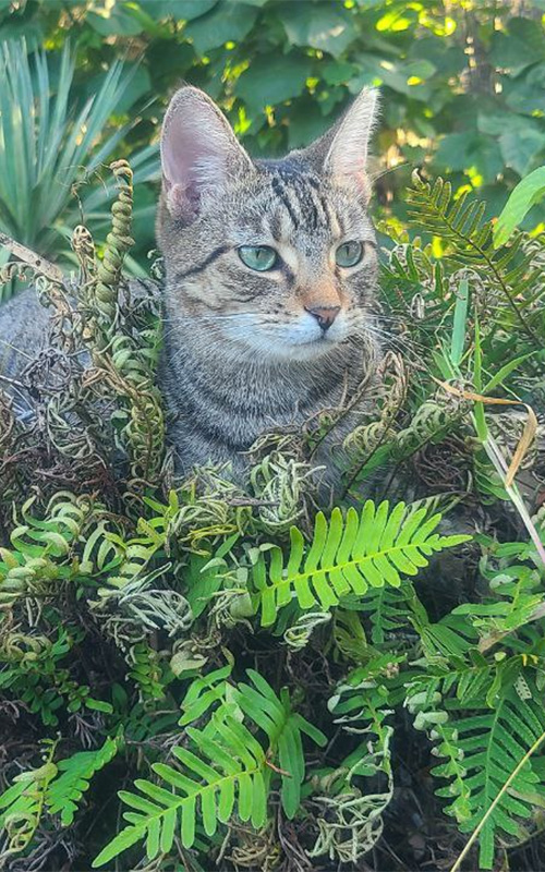 TopTropicals CatPeople: cat Persephone