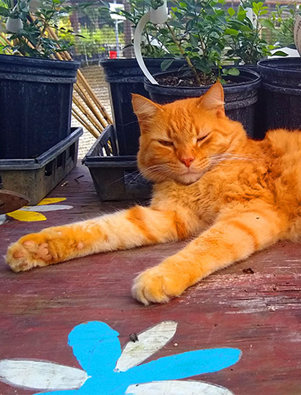 TopTropicals CatPeople: cat Snitch