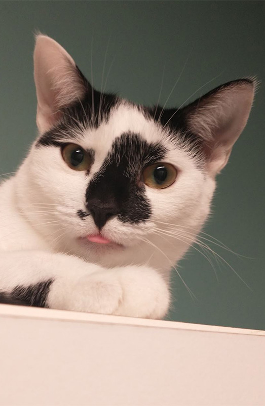 TopTropicals CatPeople: cat King