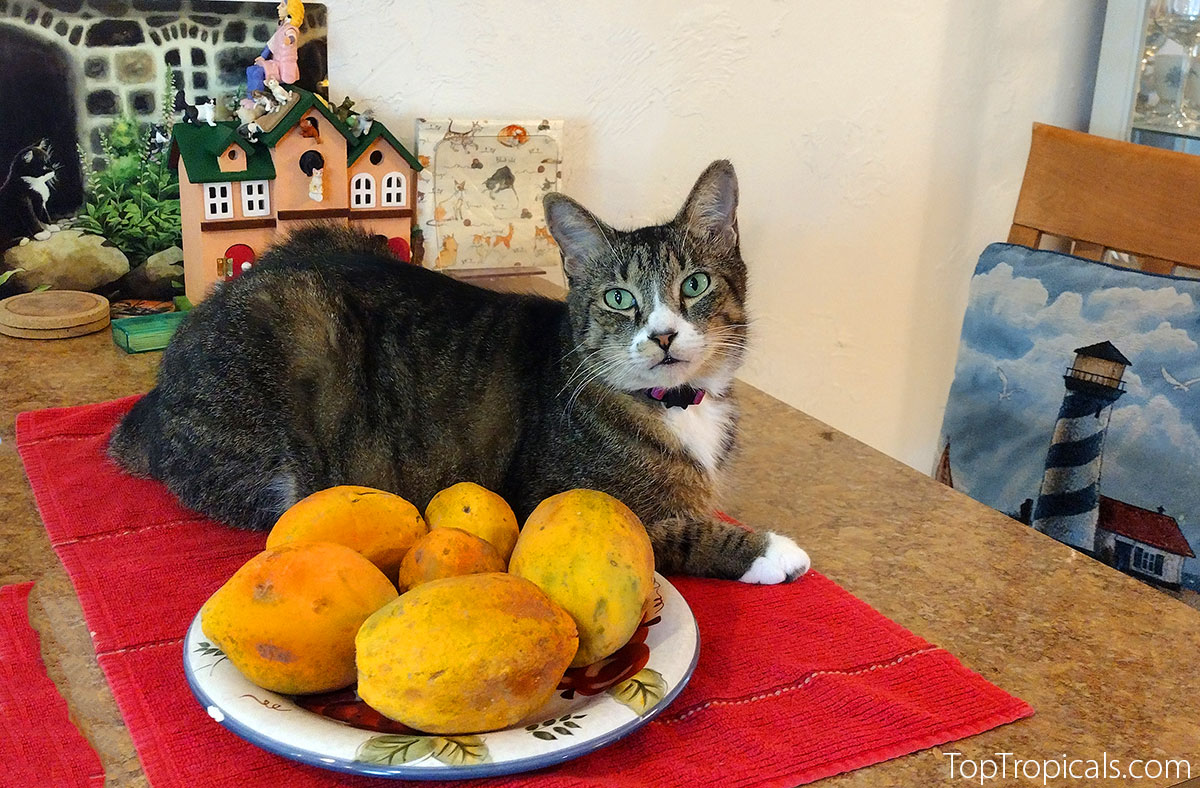 Cat with Papaya fruit