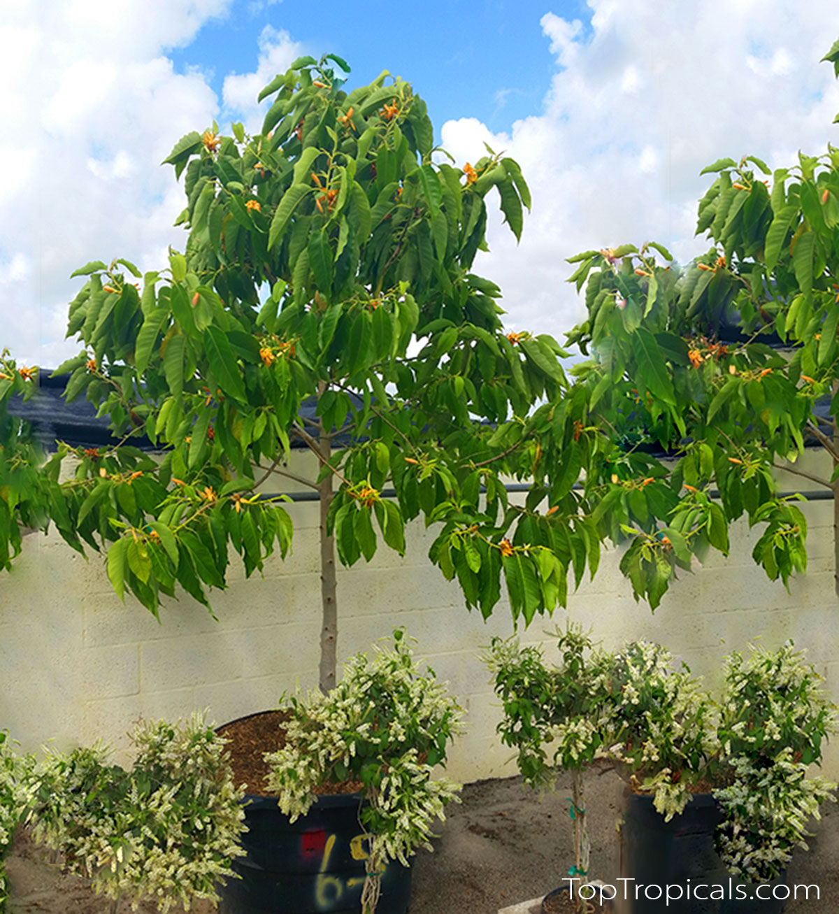 Champaka trees in 15 gal pots