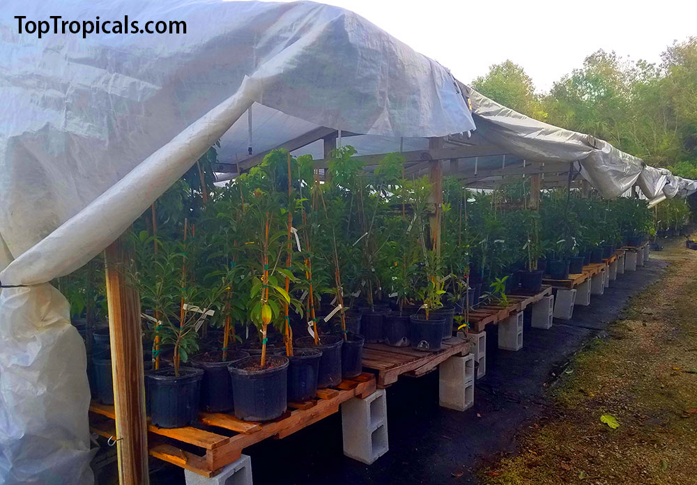 Protecting tropical plants in winter with plastic greenhouse