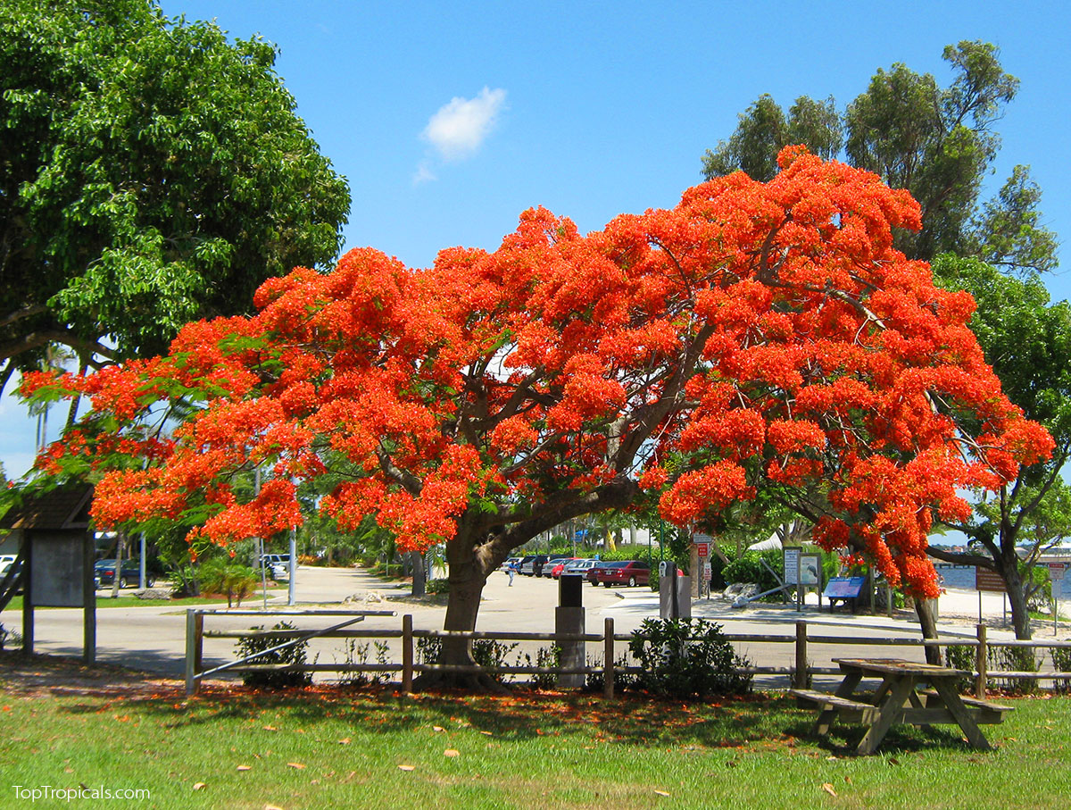Royal poinciana, Flamboyant tree, Delonix regia