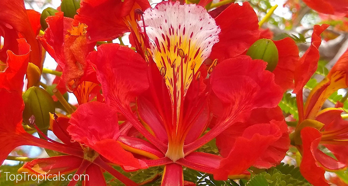 Royal poinciana flower close up