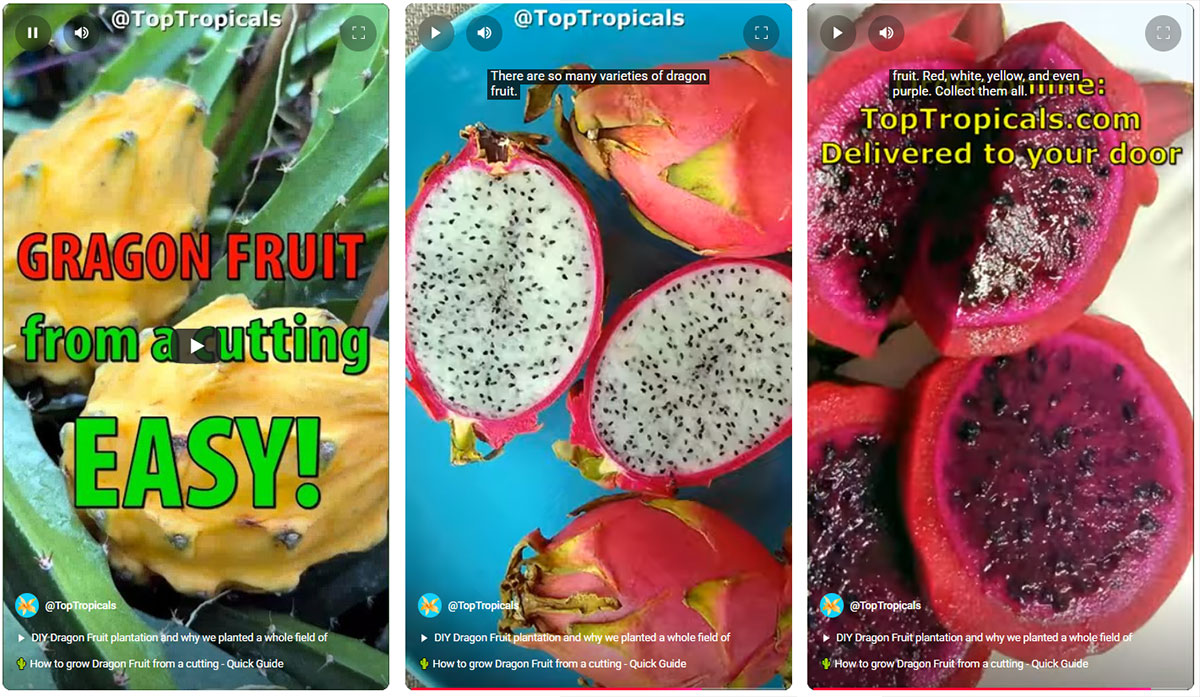 Dragon fruit from cutting video guide