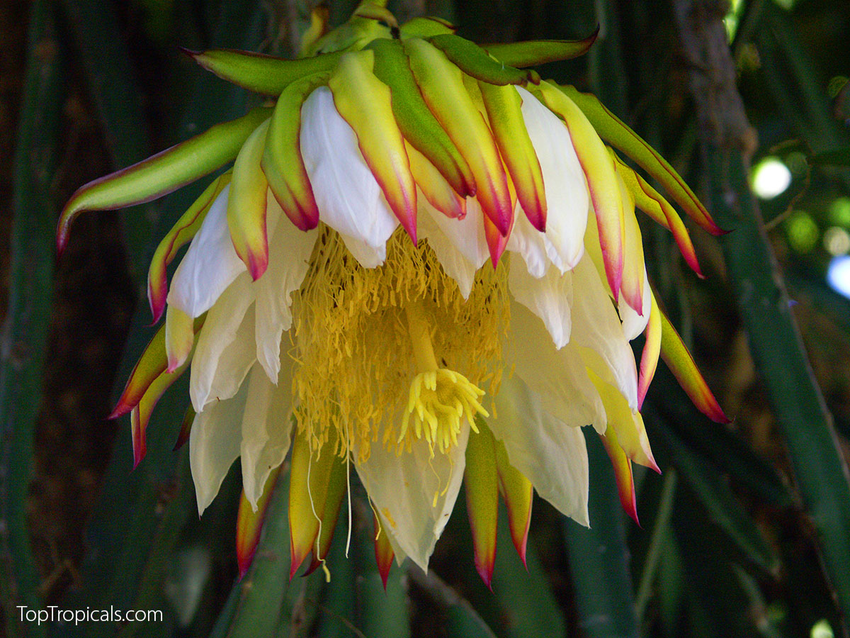 Close-up of a blooming dragon fruit pitaya flower with white petals and
 yellow 
center