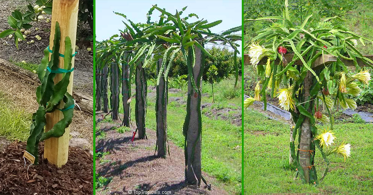 Stages of dragon fruit pitaya plant growth and trellis support 
system