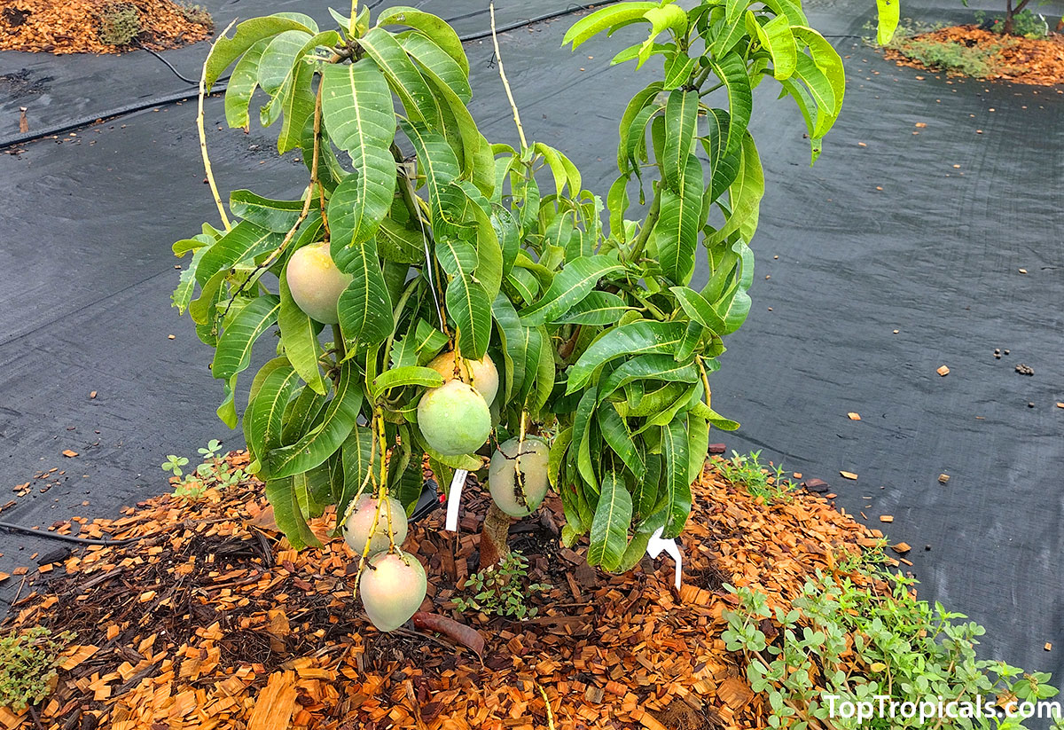 Condo dwarf mango with fruit