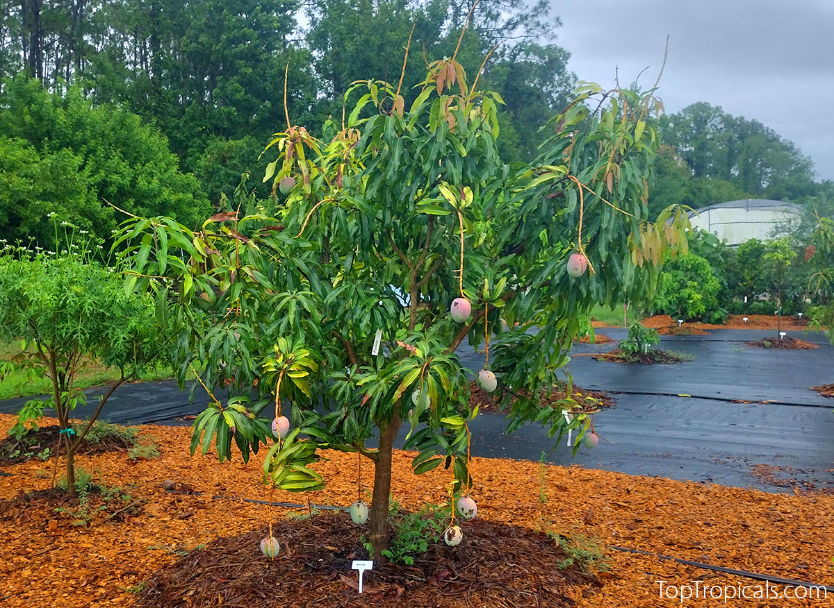 Condo dwarf mango with fruit