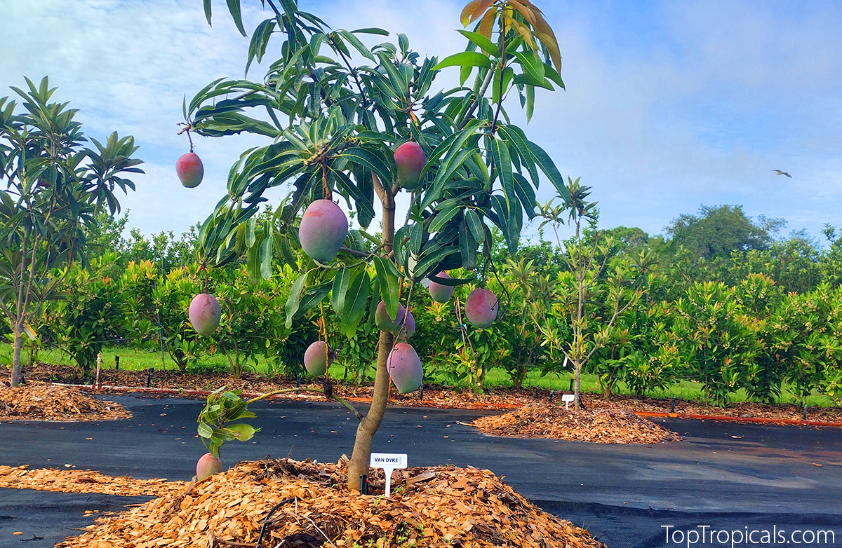 Condo dwarf mango with fruit