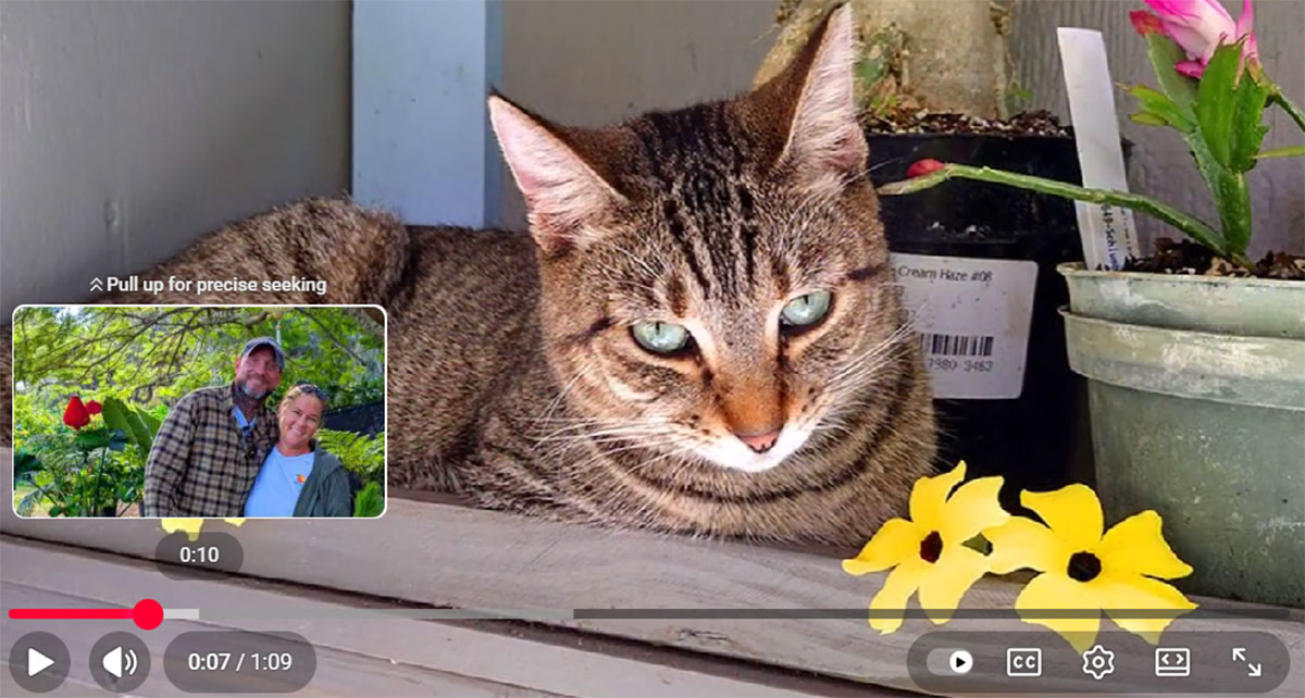 Persephone the cat at Garden Event