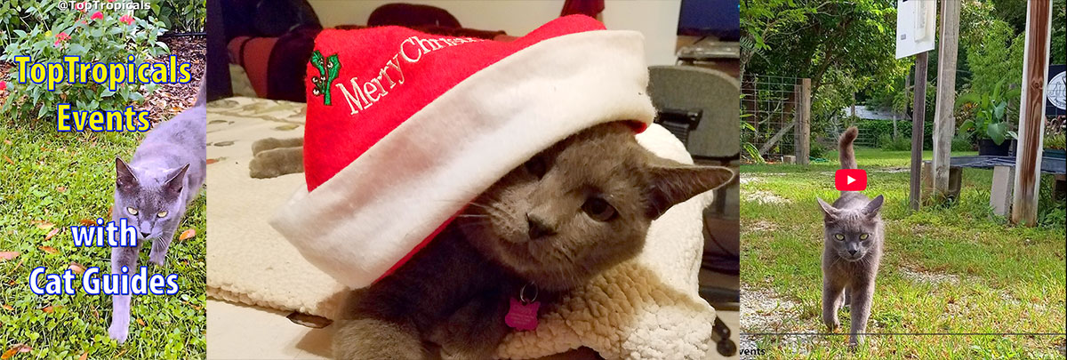 Cat King at Top Tropicals Garden Event