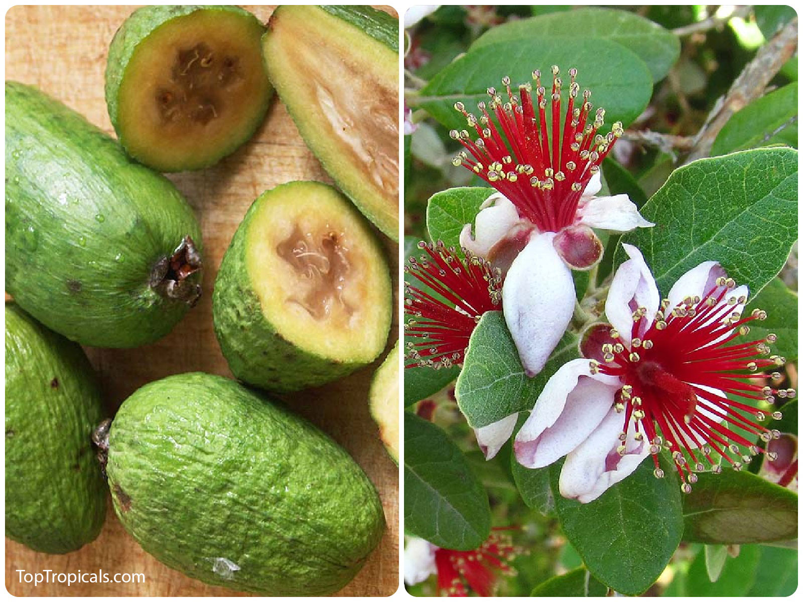 Pineapple Guava (Feijoa sellowiana) fruit and flowers. Green oval fruit
 with soft aromatic flesh, and white-red blossoms with long 
stamens