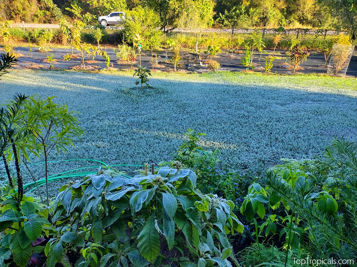 Frost on grass and leaves