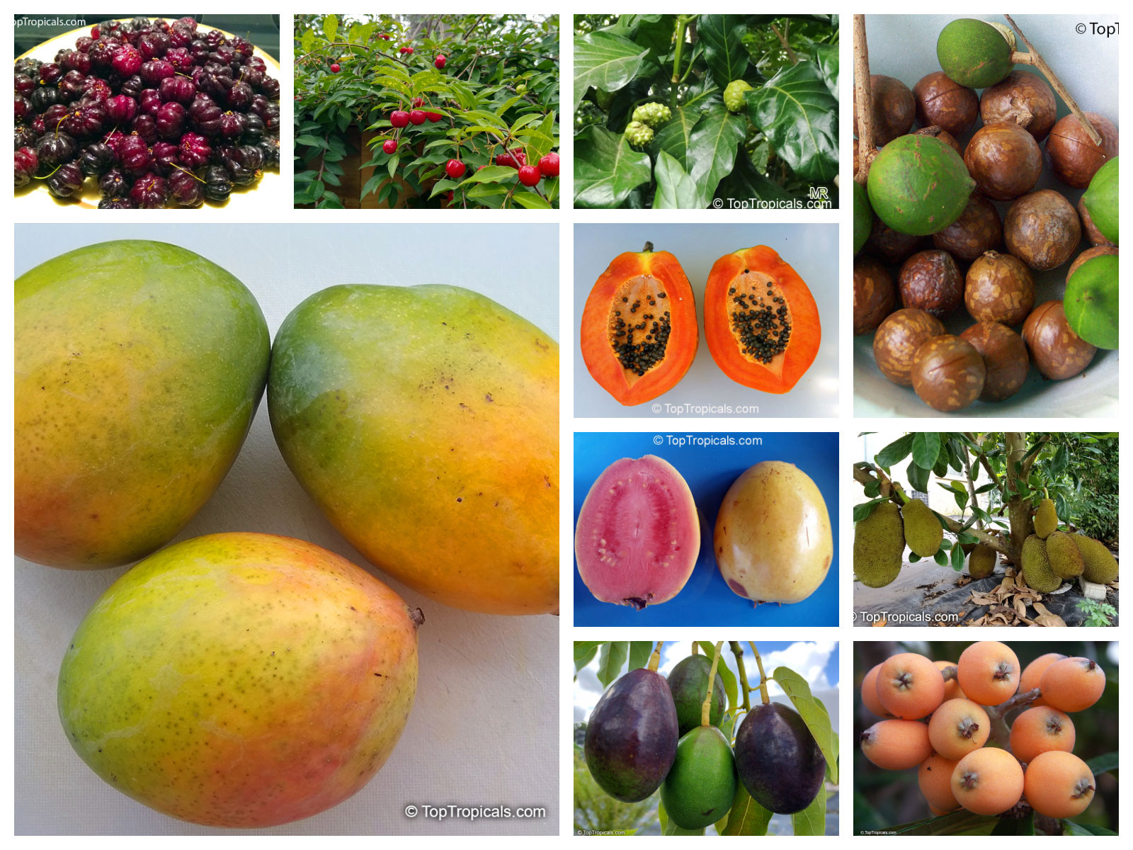 10 best fruit trees to grow in Florida, collage