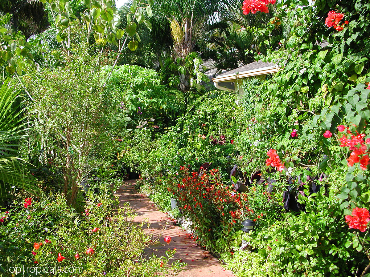 An overgrown tropical garden with dense foliage and vines spilling over
 a walkway, showing how a garden can take over when not maintained.