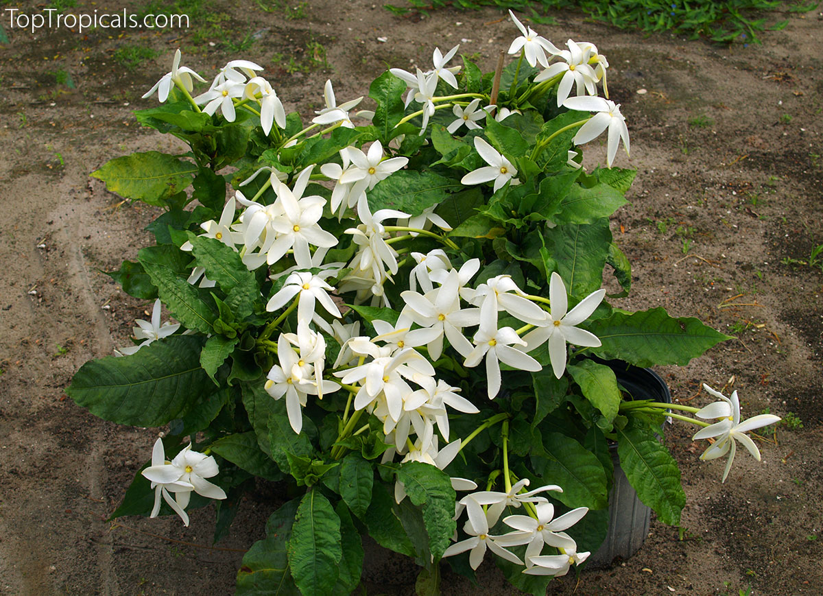 Large blooming Gardenia nitida plant with many white star-shaped 
flowers and glossy green leaves growing in a container