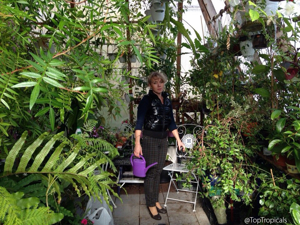 Greenhouse in winter