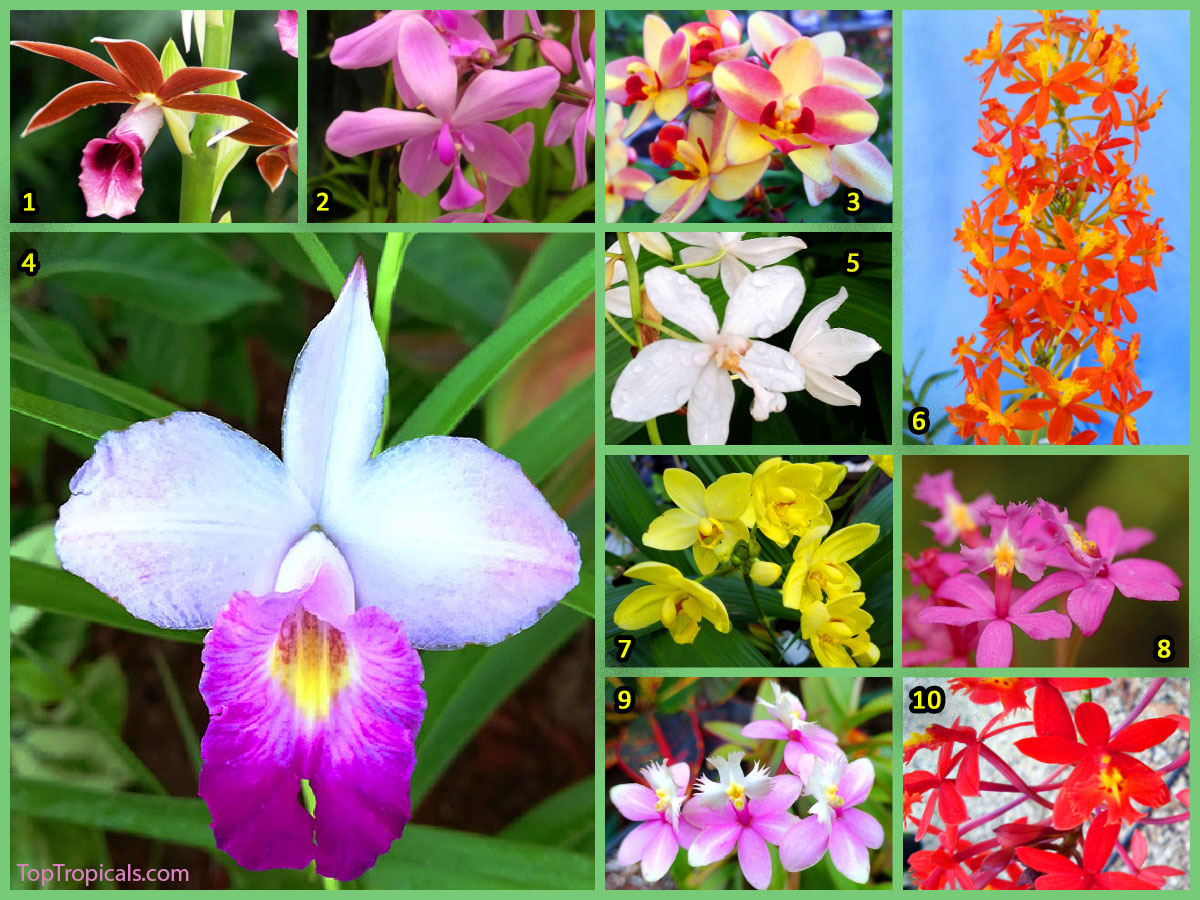 Collage of ground orchids – Phaius tankervilleae (Nun Orchid), 
Spathoglottis varieties (purple, yellow, white, pink), Arundina graminifolia
 (Bamboo Orchid), and Epidendrum species (orange, pink, red Reed 
Orchids)