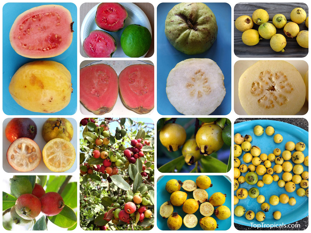 Collage of guava varieties: pink, white, Cas, red Cattley, and golden 
Cattley guavas, shown as whole fruits, cut sections, and clusters on the 
tree.