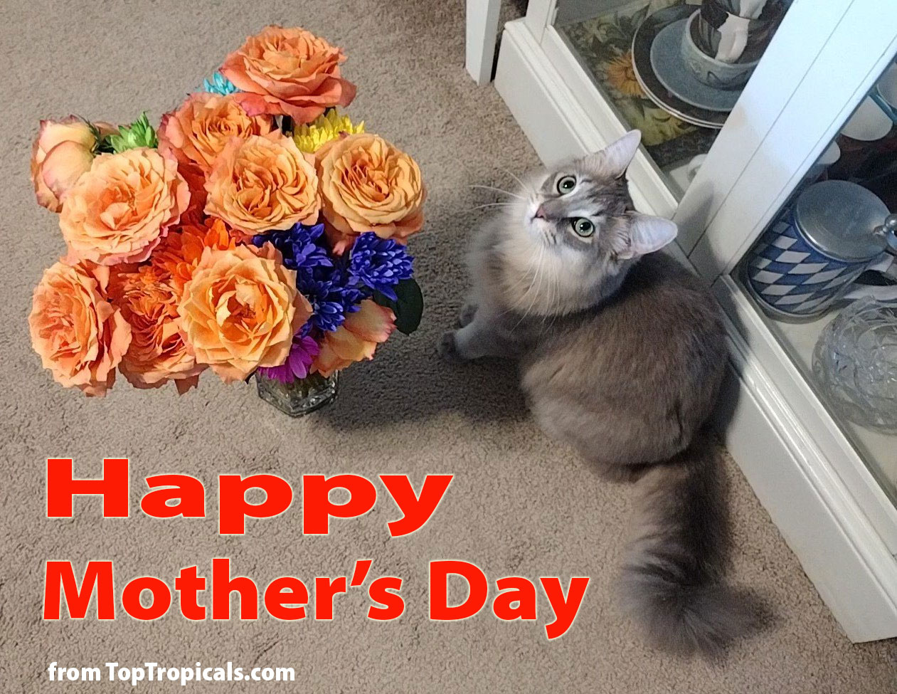 Happy Mothers Day cat with flowers