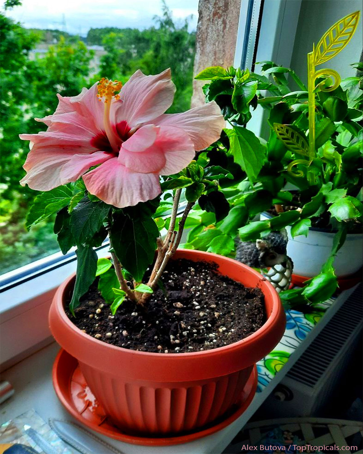 Hibiscus on windowsill
