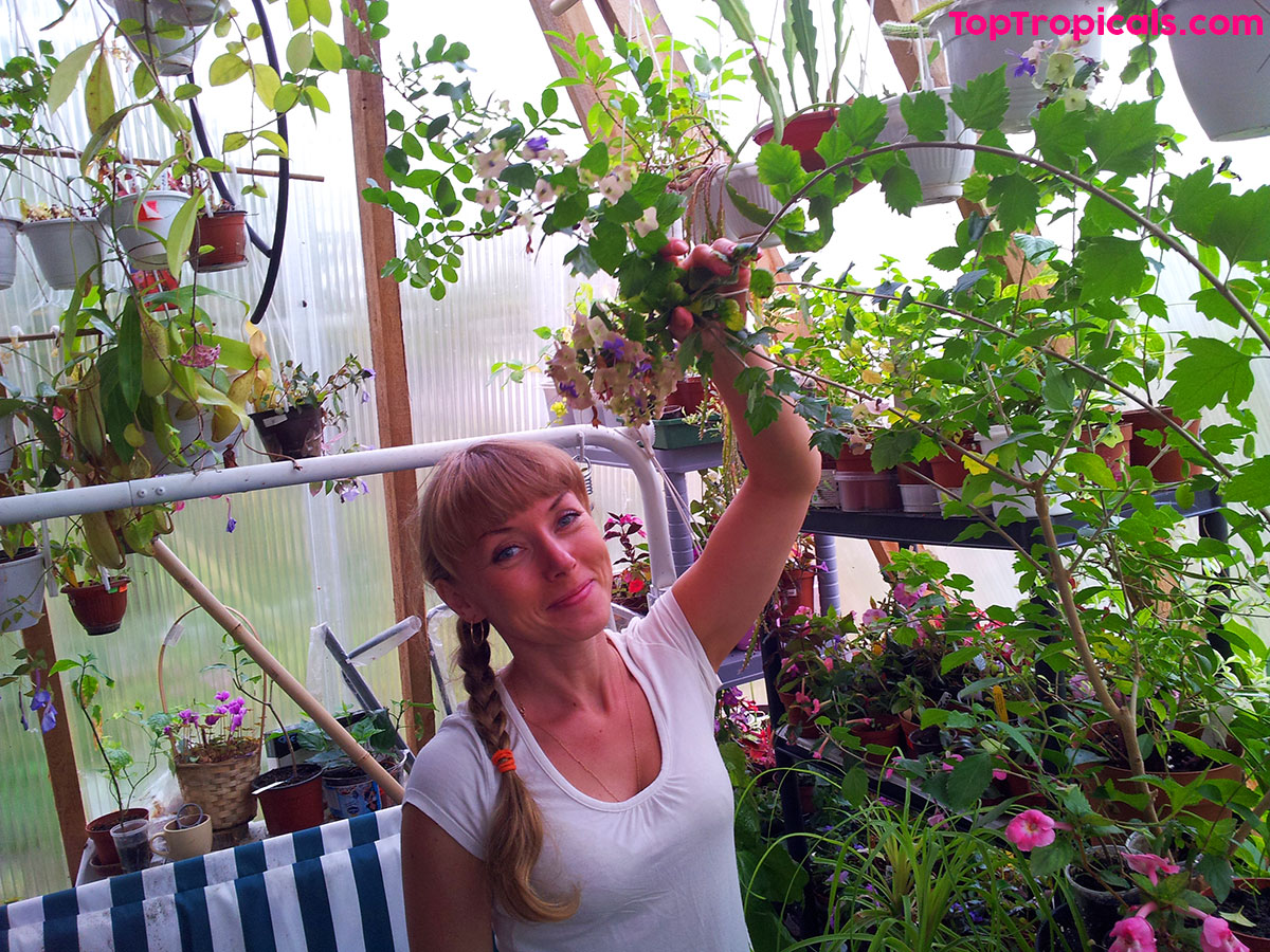 Indoor garden and 
greenhouse