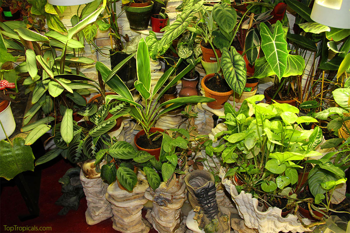 Indoor plants