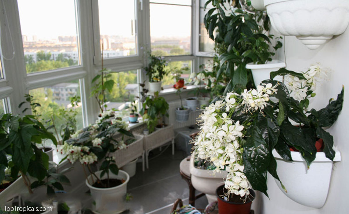 Clerodendrum indoors