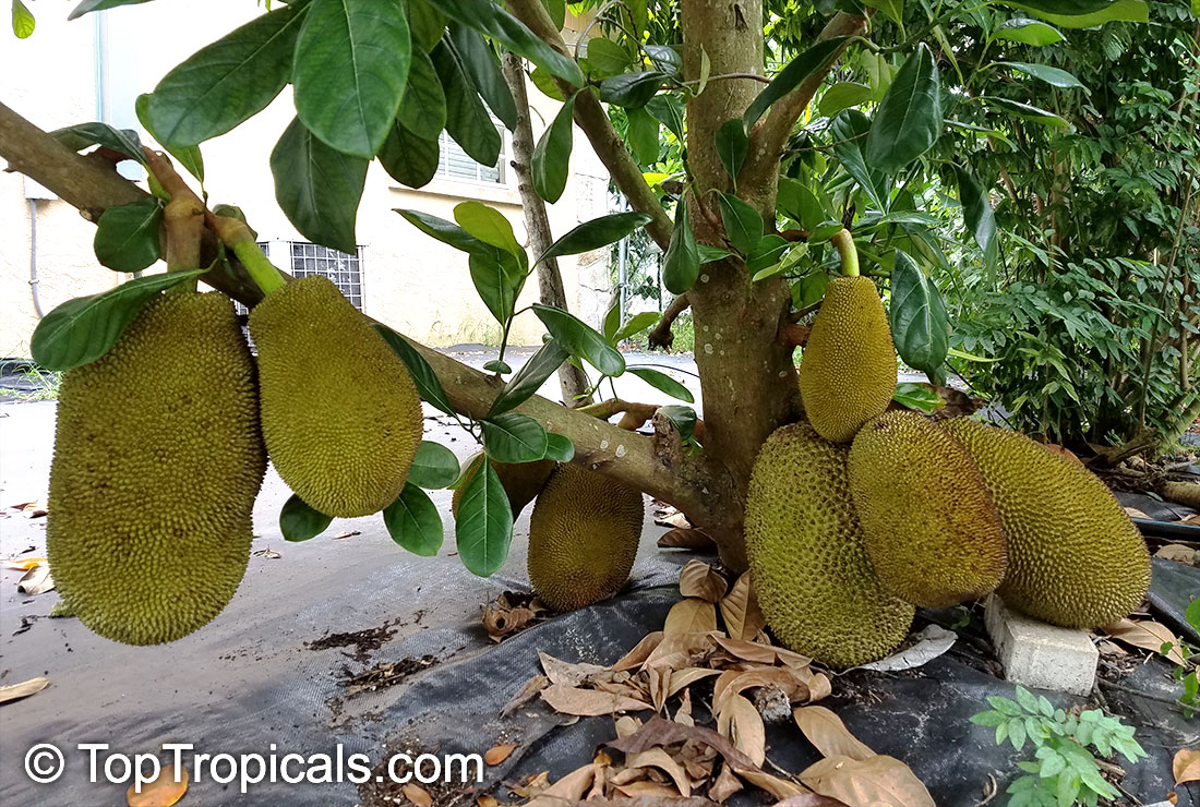 Jackfruit fruit at the base of the tree