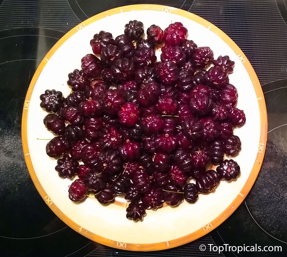 Freshly harvested Lolita Surinam cherries, dark purple to black, on a plate.
