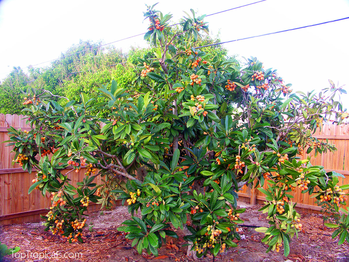 Loquat tree Eriobotrya japonica