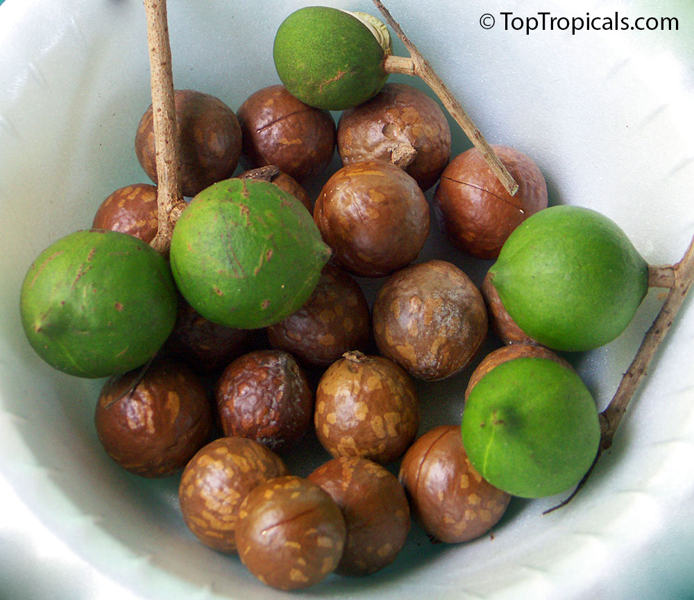 Macadamia nuts on a plate